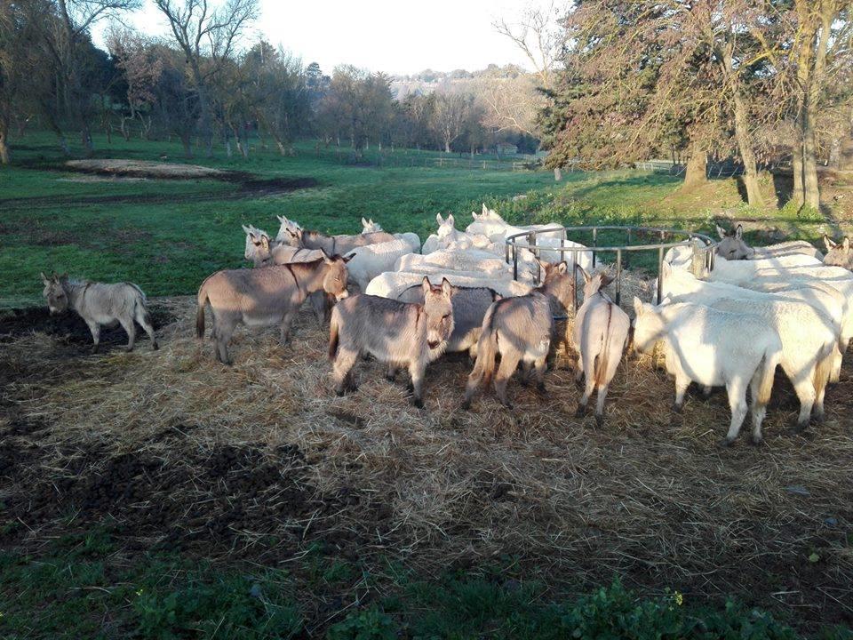 Serranello Azienda Agricola Apartman Bono  Kültér fotó